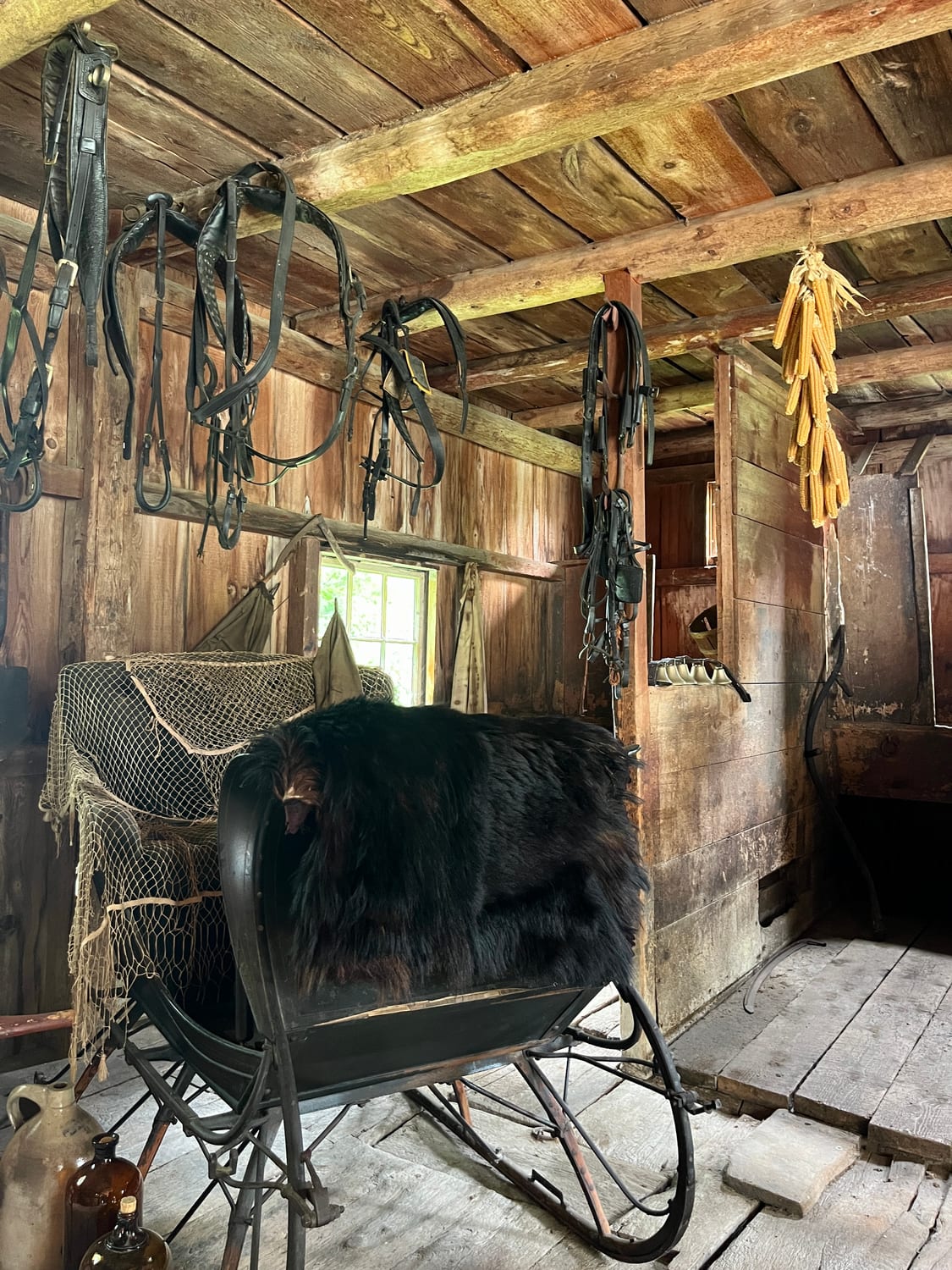 Interior of a preserved barn at the Coolidge historic site: horse harnesses hanging from hand-hewn beams, drying corn, and a bear-skin-covered cutter sleigh.